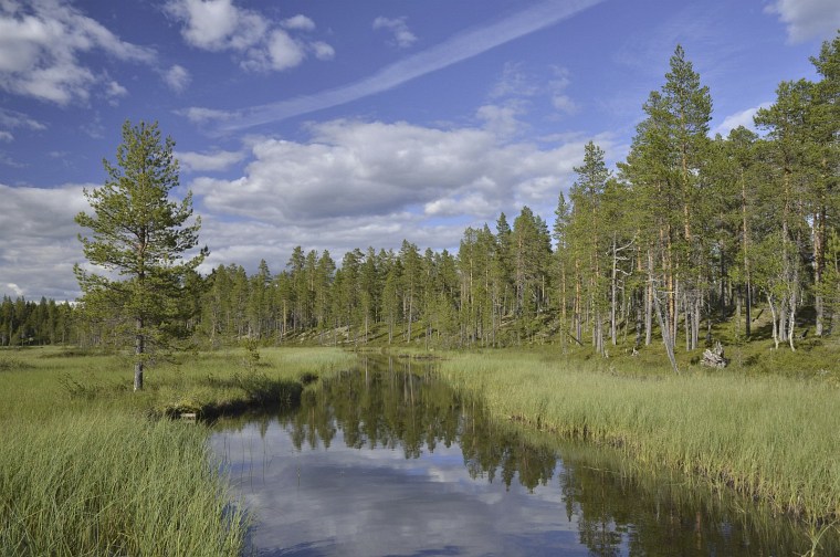 Femundsee