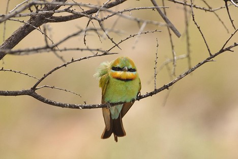Larapinta Trail (Red Center)