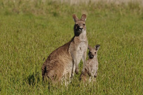 New South Wales und Capital Territory 