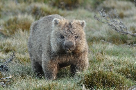 Overland Trek (Tasmanien)